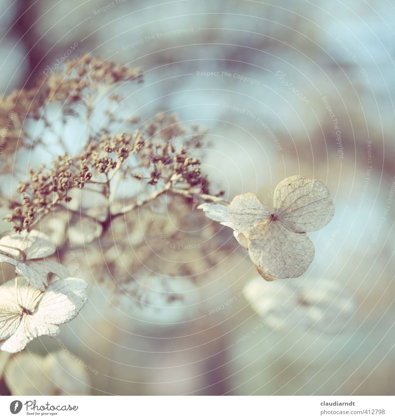 hydrangea Nature Plant Spring Winter Flower Blossom Hydrangea Garden Faded Old Dry Transience Shriveled Blur Dreamily Pastel tone Twigs and branches Delicate