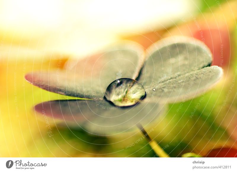 lucky drop of water Environment Nature Plant Water Drops of water Sunlight Beautiful weather Flower Grass Leaf Foliage plant Cloverleaf Meadow Happy Wet Yellow