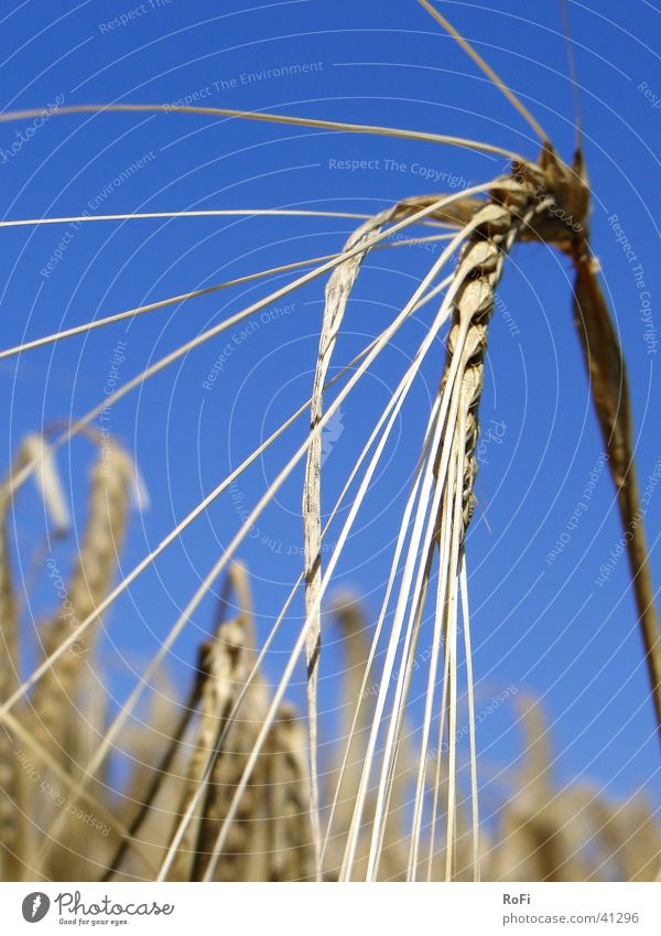 Barley shuttle (I think) Summer Agriculture Physics Ear of corn Plant Grain Sun Warmth