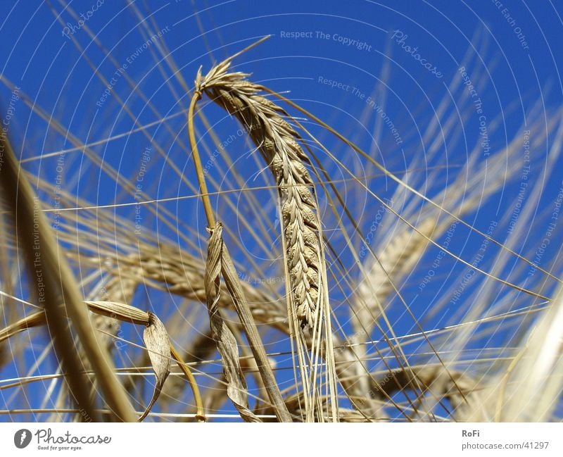 In the grain field Summer Barley Agriculture Physics Ear of corn Plant Grain Sun Warmth