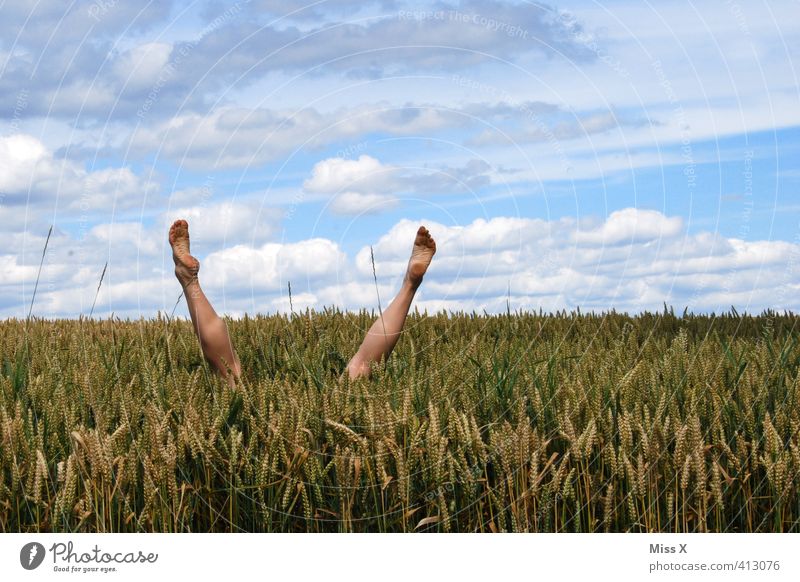 dive Playing Dive Human being Legs Feet 1 Field Funny Joy bed in cornfield Cornfield Hop Hide Handstand Exterior shot Head first Wheatfield Absurdity Jump