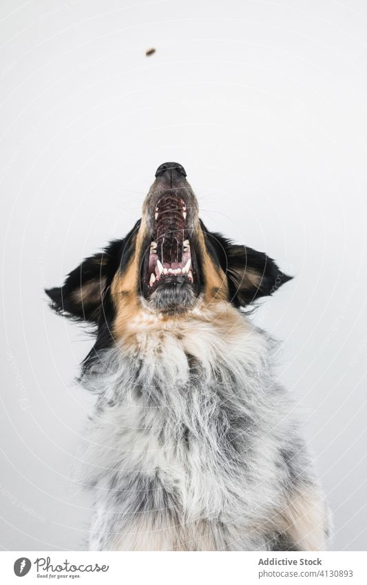 Furry dog catching snack in studio food breed bordernese mix pet animal fur spot fluff canine border collie bernese mountain domestic pedigree creature mammal