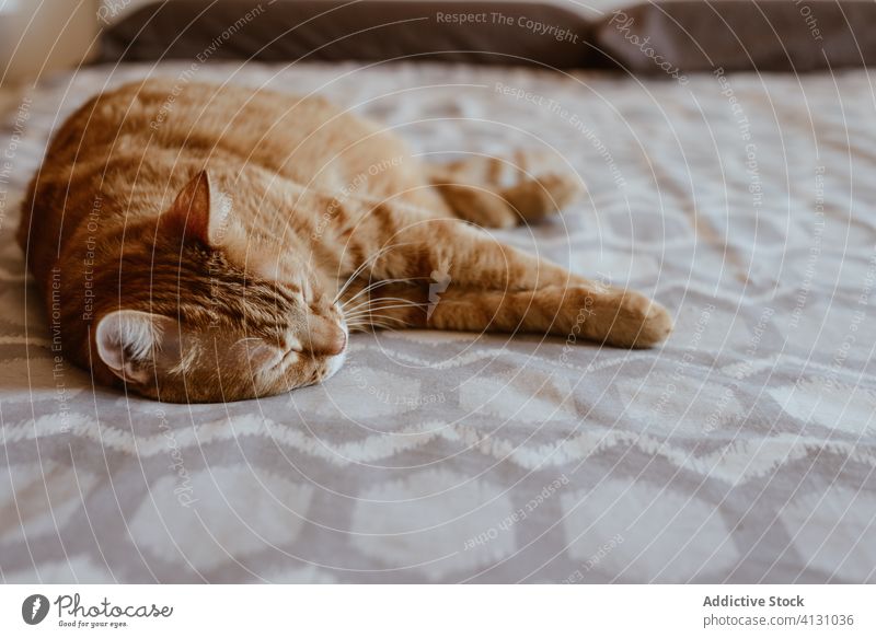 Ginger cat sleeping on bed ginger rest tabby red calm tranquil pet relax cozy comfort bedroom peaceful domestic animal fluff nap lying lazy asleep blanket