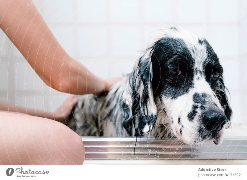 Woman bathing obedient dog in tub at home after stroll owner wash shower comfort pet english setter treat feed canine care sad hand clean hygiene friend animal