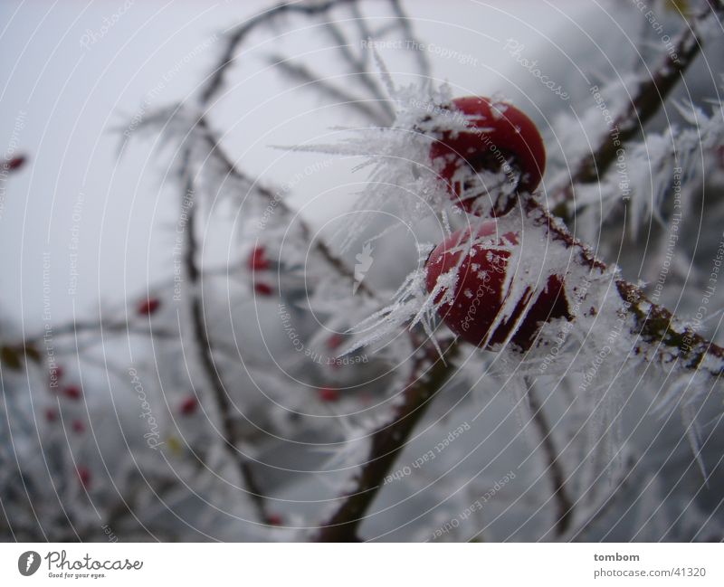 Rosehip in hoarfrost Hoar frost Winter Frozen Cold Icicle Ice Frost Crystal structure Dog rose