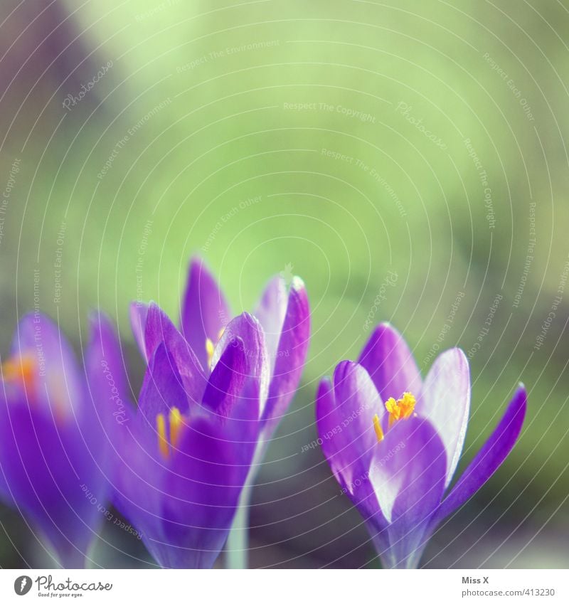 crocus Plant Spring Flower Blossom Blossoming Violet Colour Hope Nature Spring flower Spring colours Spring crocus Crocus Colour photo Multicoloured Close-up