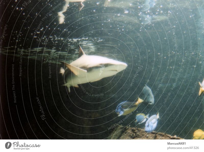 shark Shark Monaco MUSEE OCEANOGRAPHIQUE AQUARIUM