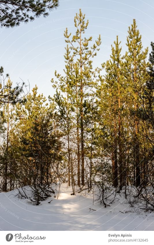Vertical photo of young pine trees in snow. Small pine trees at bright sunny winter day. Baltic forest in winter near sea. woods sunshine evergreen conifer