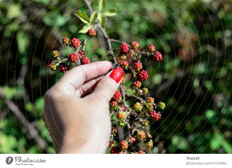 woman's hand picking berries or harvest. Blackberry bush on a branch close-up. Collecting berries. Ripe blackberries on a green background beautiful blackberry