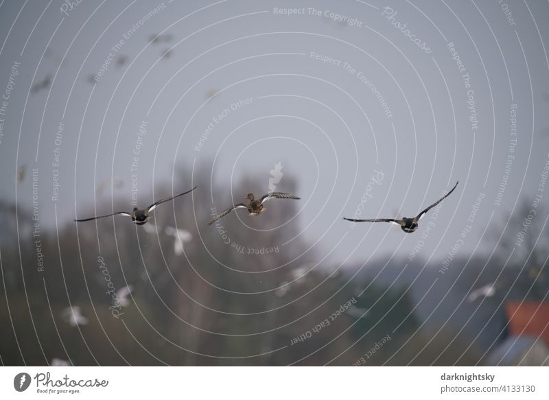 Geese approaching a nature reserve with a flock of birds Anser Anser anser grey geese Wild goose Flight of the birds Exterior shot Animal Deserted Air