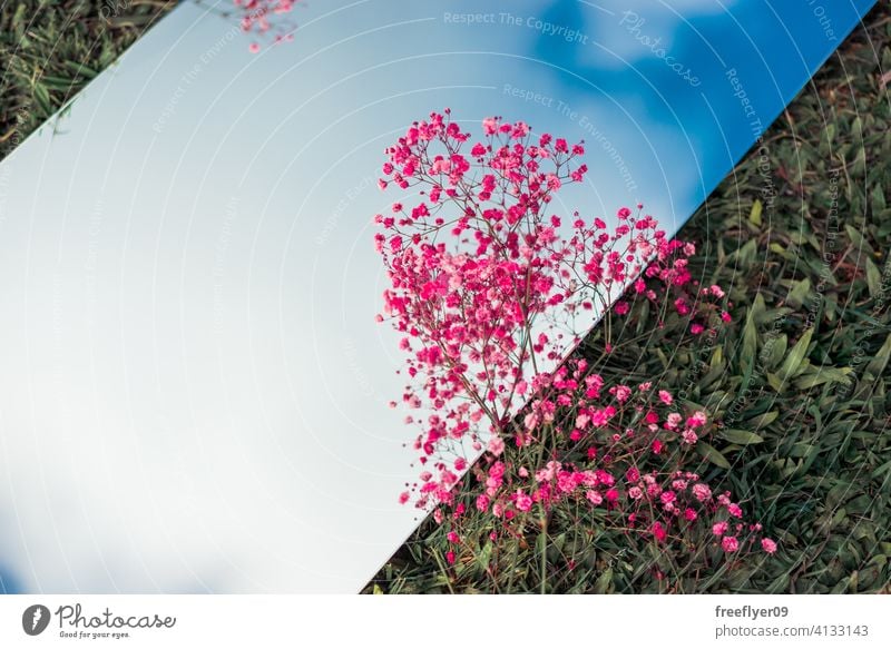 Amazing flat lay with the sky on a mirror, pink flowers and grass scene background abstract mockup copy space rectangle clouds nature light natural no people