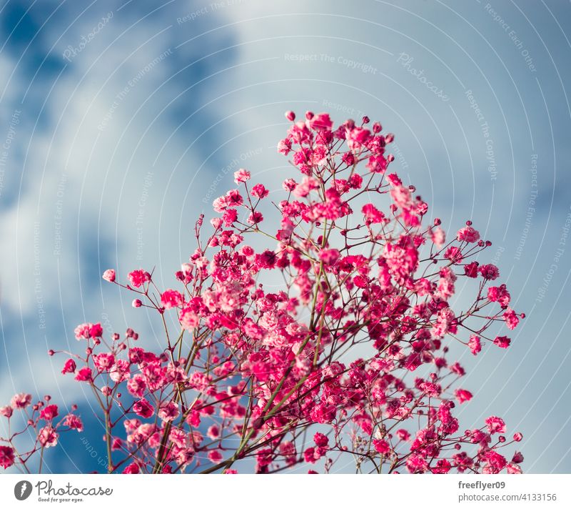 Pink flowers against the sky pink scene background abstract grass mockup copy space rectangle clouds nature light natural no people nobody organic shape simple