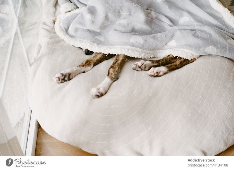 Tired dog sleeping on bed under blanket tired lying adorable comfort soft domestic home cute cozy pet canine animal purebred mammal calm relax peaceful