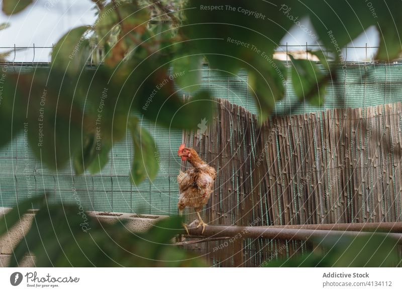 Brown hen in chicken coop hen house plumage bird domestic comb animal sit poultry feather wing pet ornithology creature specie fauna countryside farm village