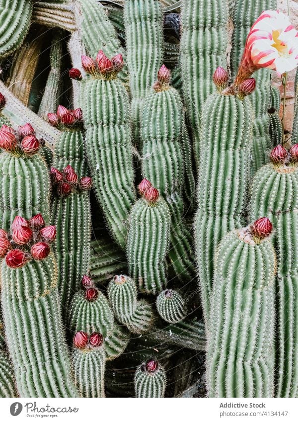 Spiky blooming cactuses growing together on ground flower growth green spike prickle sharp thorn background cacti succulent flora botany blossom vegetate nature