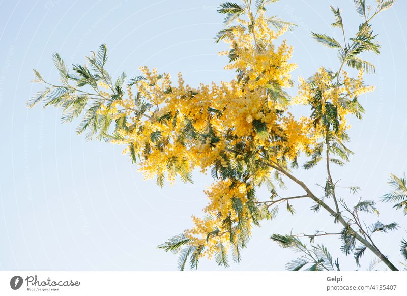Mimosa branch with yellow flowers mimosa plant nature spring acacia blossom march background tree bright season color bouquet fluffy day green twig beauty women