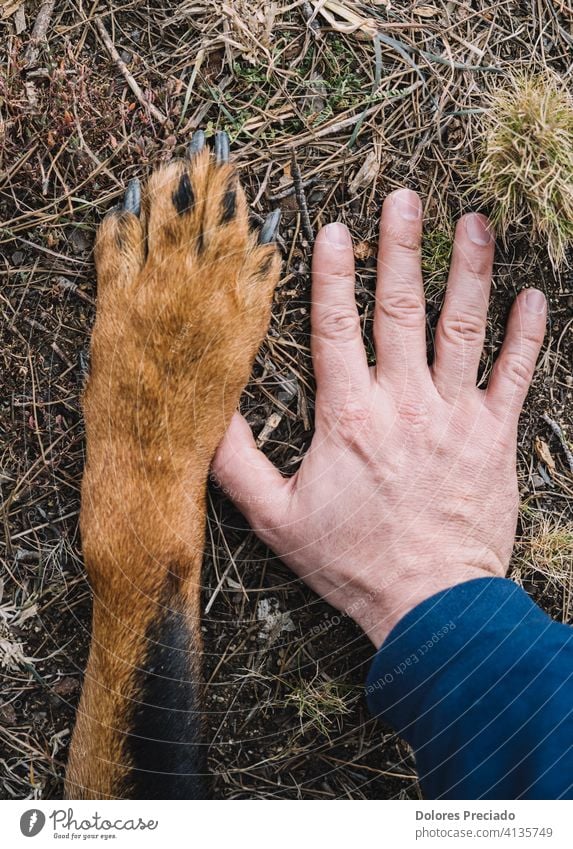 Dog's paw and man's hand Brown Beautiful Exterior shot woods Forest sunny Determination Wild Happiness Happy Friendliness Strong Pet doggy Rotti Mammal Sit