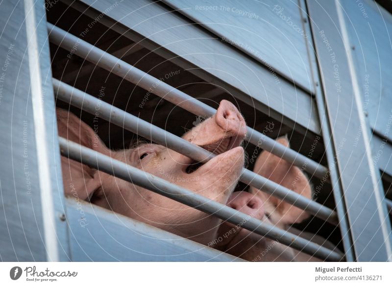 Pigs in a cage truck for transport to the slaughterhouse. pig livestock pork farm animal snout transportation piglet mammal swine pigs hog piggy beasts animals