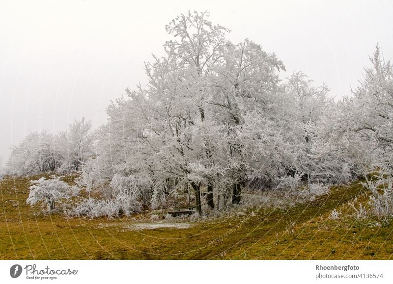 White frosted trees on a very cold winter day without snowfall Mature Frost chill Snow Cold drop in the temperature Precipitation Gray Fog Bench Hiking Rhön