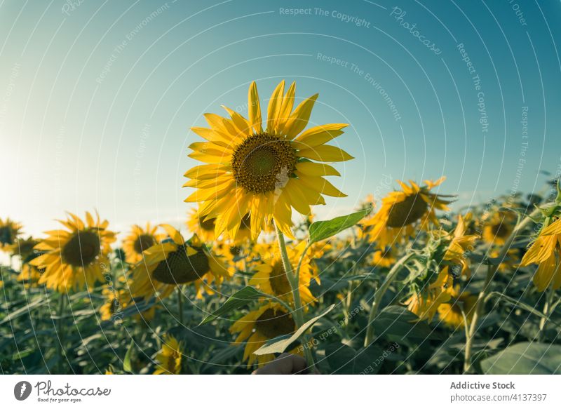 Blooming sunflowers on meadow on sunny day field blossom bloom summer nature countryside blue sky majestic scenery landscape rural environment green scenic