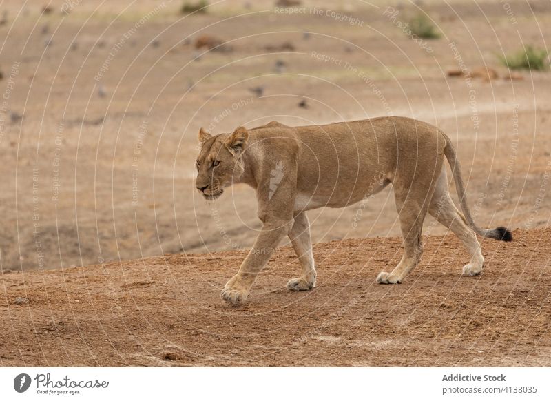 Lioness walking in African savanna lioness animal wild africa nature fauna wildlife specie mammal calm lying magnificent environment savuti botswana habitat