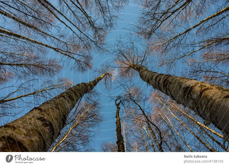 bare birches from below Autumn background beautiful beauty beech bottom branch bright calm day environment floral foliage forest fresh green growth landscape