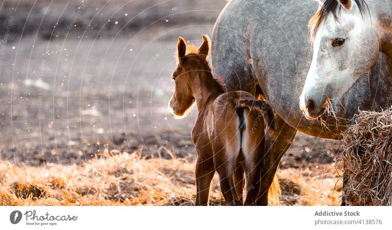 White horse with foal walking on nature grazing lawn animal field farm grass summer white pasture baby stallion rural equine equestrian group mother mammal herd