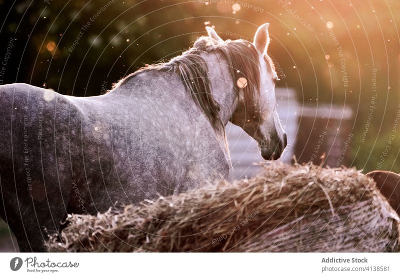 White horse walking on nature grazing lawn animal field farm grass summer white pasture baby stallion rural equine equestrian group mother mammal herd eat ranch