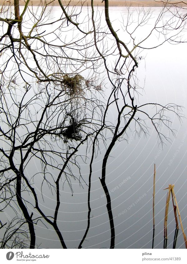 specular load Lake Reflection Winter Gray Graphic Branch