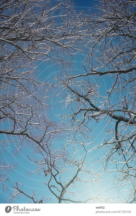About us Winter Environment Nature Cloudless sky Twigs and branches Snow Idyll Blue Cold Hang Glittering Beautiful weather Winter forest Winter sky Colour photo