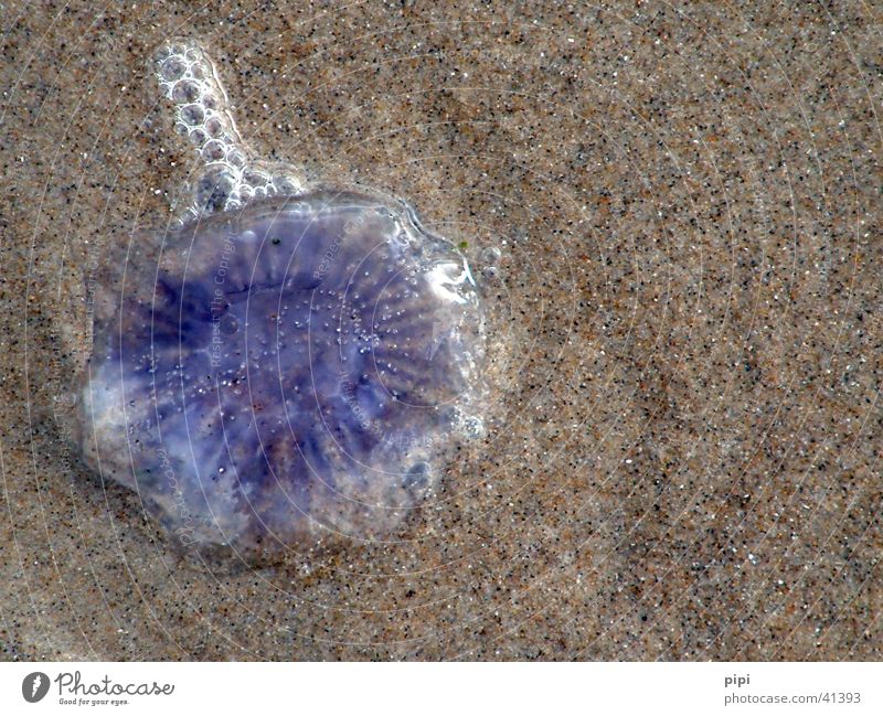 the jellyfish laughs Ocean Jellyfish North Sea Blue Sand Water