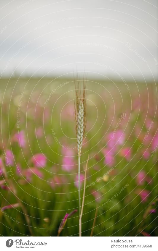 Wheat ear against flower field Spring Ear of wheat Field Agricultural crop Harvest Colour photo Grain Exterior shot Plant Wheatfield Nature Agriculture