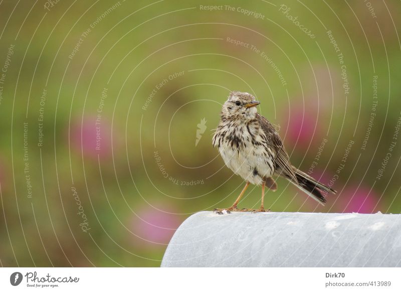 Catch me if you can ... Animal Summer Bushes Dog rose Garden Mailbox Wild animal Bird Meadow Pipit beeper Songbirds 1 Observe Looking Sit Curiosity Cute Brown