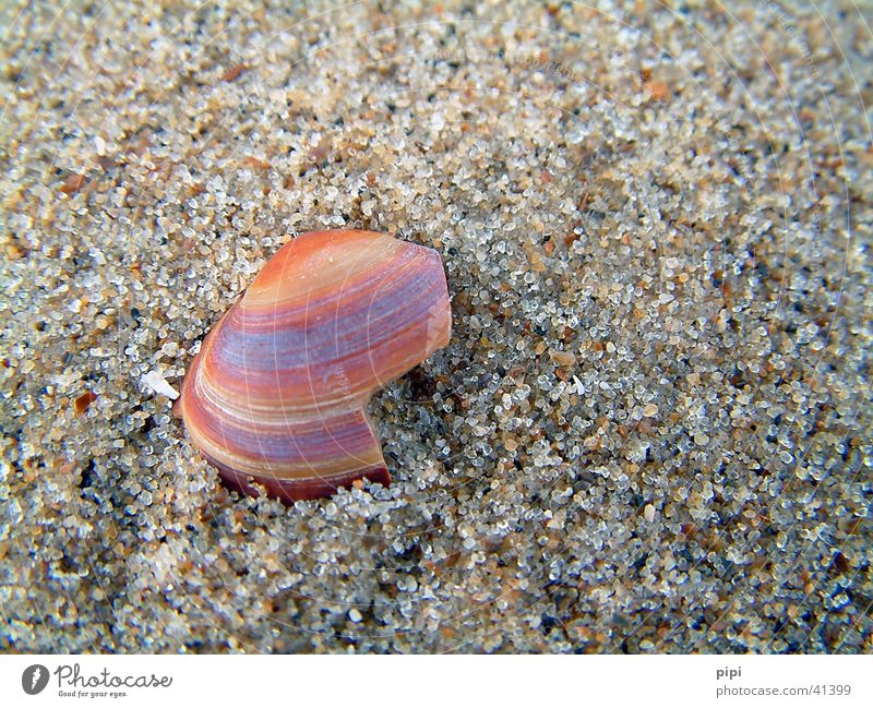 shell_I Beach Ocean Netherlands Multicoloured Sand broken