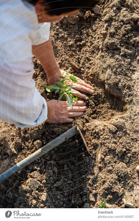 Planting tomatoes in the field farming garden vegetable gardening plant spring soil planting farmer hands agriculture seedlings plantation organic work woman