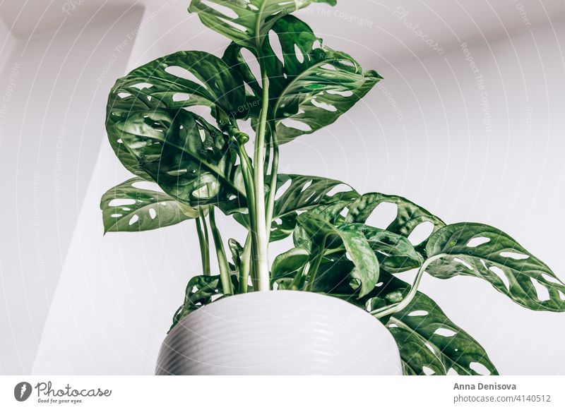 Monstera Monkey Mask pot Monstera adansonii Adansons monstera Swiss cheese plant five holes plant leaves nature botany green house growth indoor home decoration