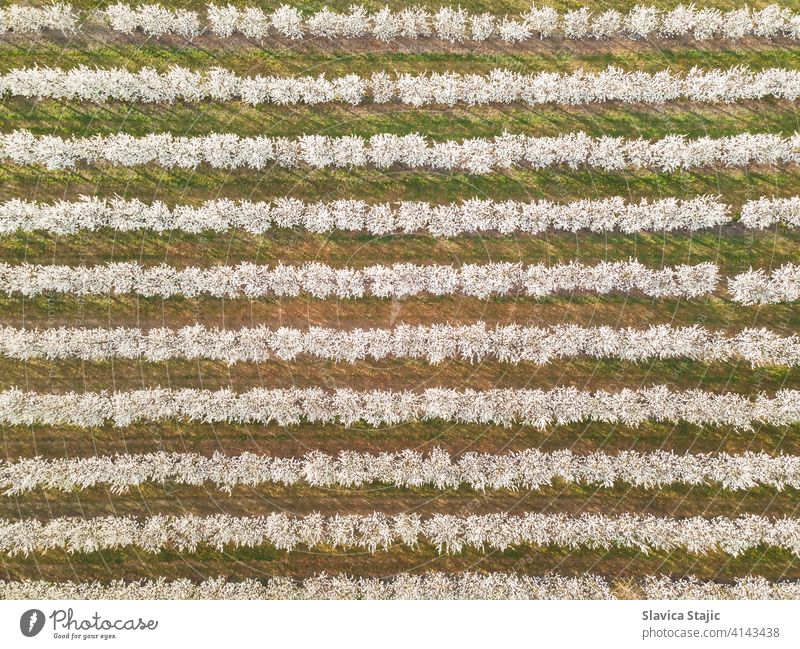 Rows of cherry trees in an orchard in spring, aerial view above agricultural agriculture background blossom conservation countryside crop cultivated drone