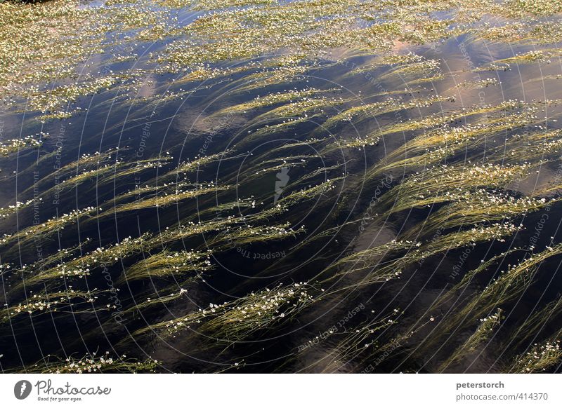 current Nature Plant Water Blossom aquatic plants River Dream Blue Green Life Movement Pure Calm Symmetry Environment Growth Colour photo Exterior shot Deserted