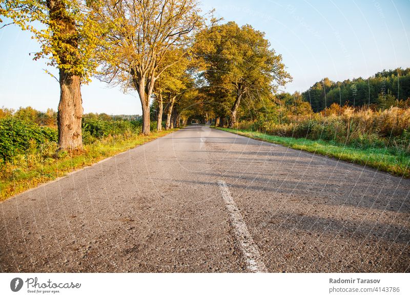 asphalt road in the forest new trip drive summer travel country highway journey green nature outdoor landscape empty view tree environment freeway sunshine far