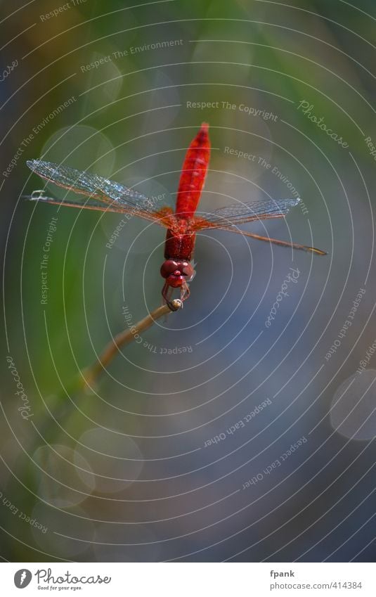 Dragonfly poetry Nature Animal Insect Dragonfly wing 1 Glittering Red Colour photo Exterior shot Macro (Extreme close-up) Day