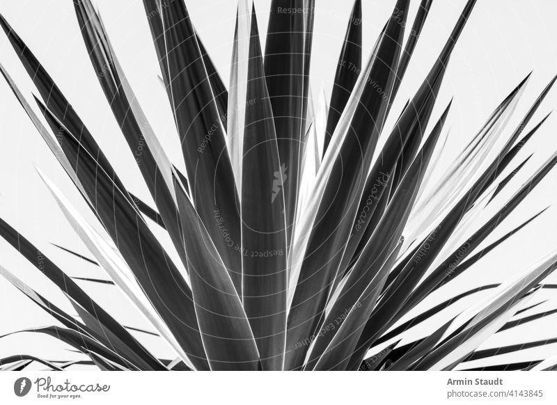 close up of an agave, black and white version aloe background barcelona botany cactus closeup contrast desert dry foliage garden green leaf macro medicine