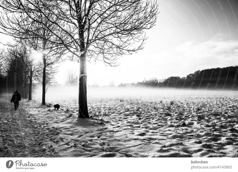 still (almost) Diffuse Invisible Tree trunk Black & white photo Dream Gorgeous Climate Mystic Fog Mysterious pretty Dreamily Winter mood Home country Snowscape