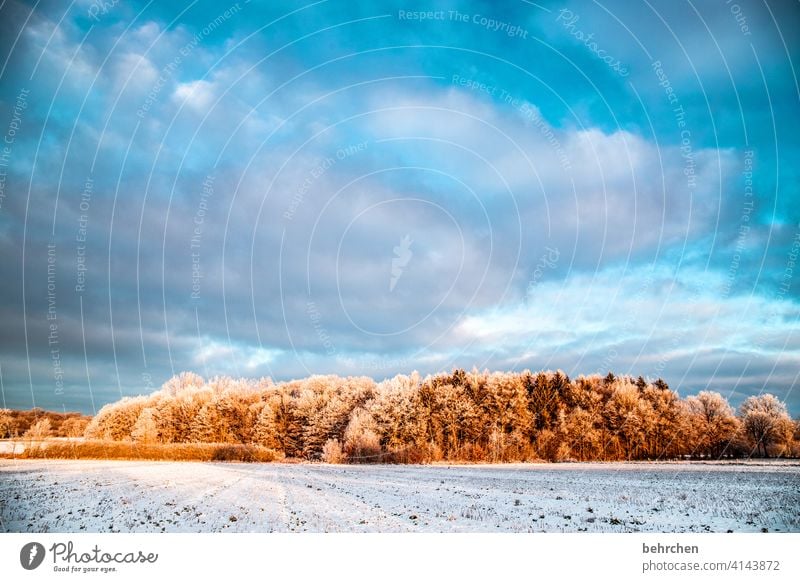 the morning hour has gold in its mouth Clouds Colour photo Calm Environment Landscape Sky Freeze Frozen Hoar frost Seasons Frost Nature Meadow Field trees
