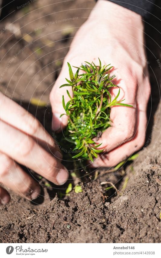 Two man hands planting a young tree or plant while working in the garden, seeding and planting and growing top view, farmers hands care of new life, environment, spring, nature, plants concept