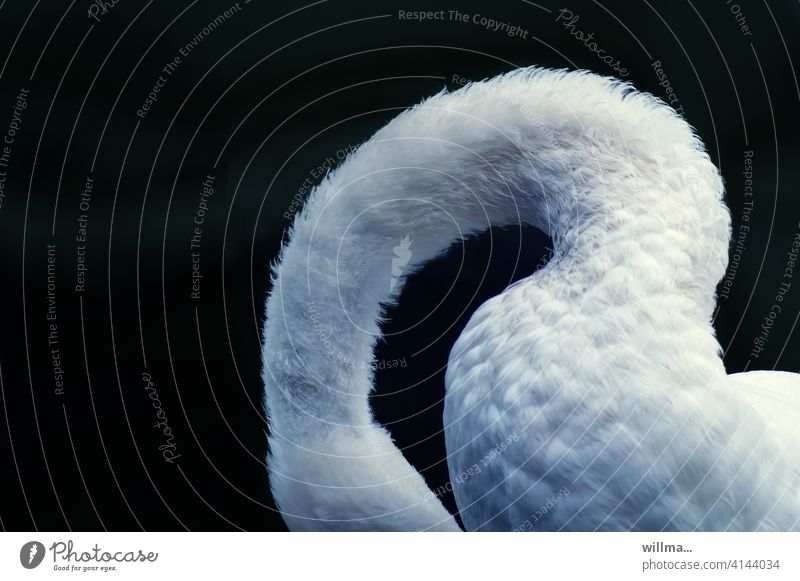 The shy model with the gooseneck Swan Neck White flexed Elegant waterfowl Copy Space Animal Neutral background