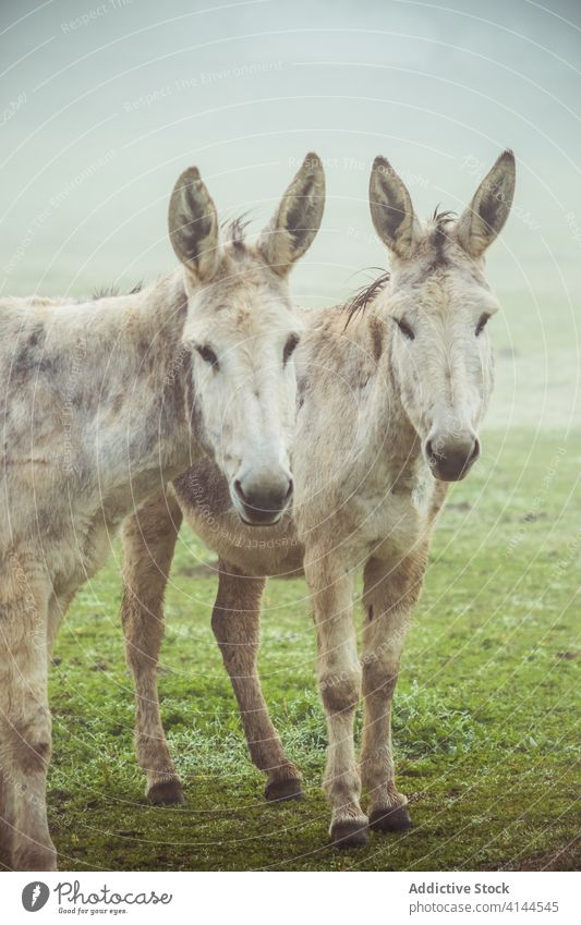 Herd of donkeys grazing in field herd graze pasture meadow domestic countryside nature fog morning animal rural environment farm idyllic tranquil season