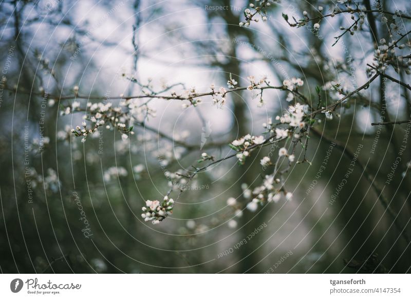 Flowering branch on a bush Blossom Blossoming shrub Spring Garden Exterior shot Colour photo Green Nature Plant Shallow depth of field Deserted spring awakening