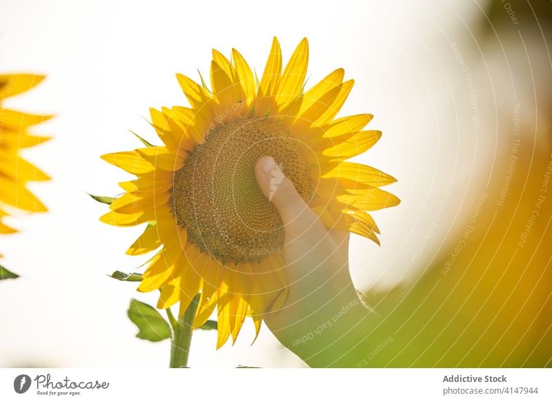 Anonymous person holding sunflower field summer enjoy nature sunlight carefree countryside meadow relax rural freedom grass bright green positive glad