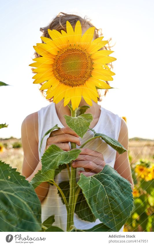 Adorable kid in sunflower field child meadow summer teenage sunny relax nature rural green bloom blossom fragrant stand flora fresh carefree tranquil joy