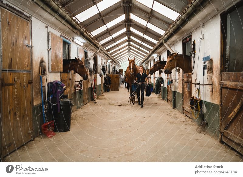 Woman in barn with horse equestrian woman stable walk rider equipment reins bridle female animal equine young jockey chestnut horsewoman owner pet lady mammal